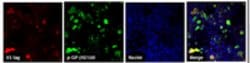 Histone H3. X/Y Rat anti-Human, Clone: 8H6-2111, MilliporeSigma 100 &mu;g;Unconjugated:Antibodies,